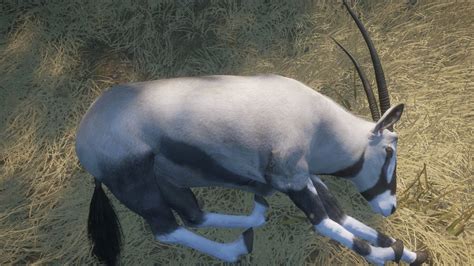 The Trophy Rating is an evaluation of animal&39;s trophy, such as antlers or horns. . Gemsbok cotw